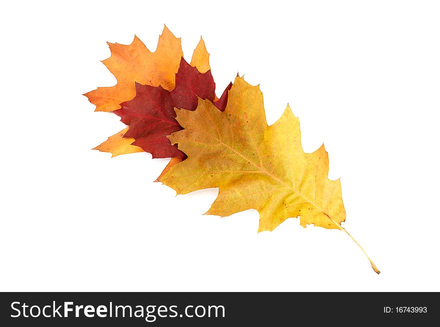 Autumnal oak  leaves isolated on a white background. Autumnal oak  leaves isolated on a white background.