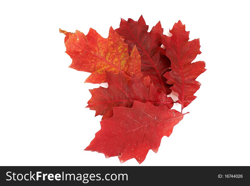 Colorful oak leaves isolated on a white background. Colorful oak leaves isolated on a white background.