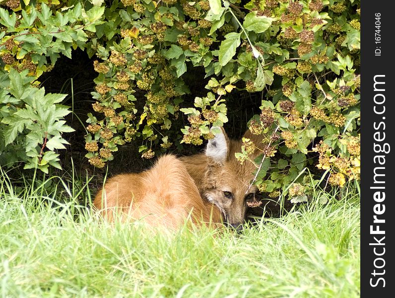 Resting fox hiding in the bushes.