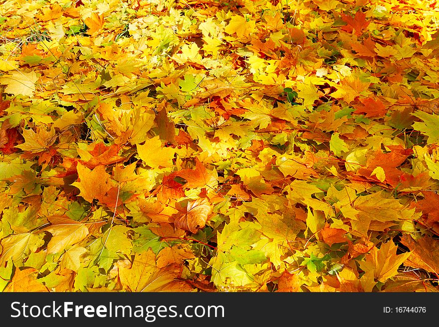 Wonderful Carpet Of  Autumn Foliage.