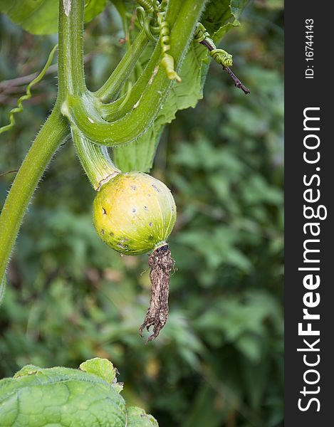 Pumpkin fruit on the bush - a symbol of the Organic Farming