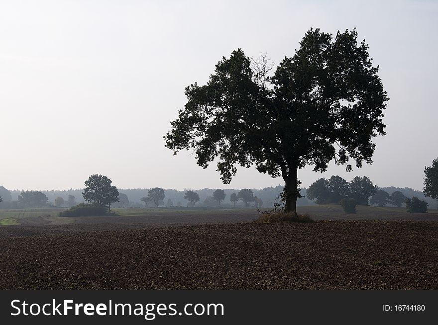 Harvested field with red beech in autumn