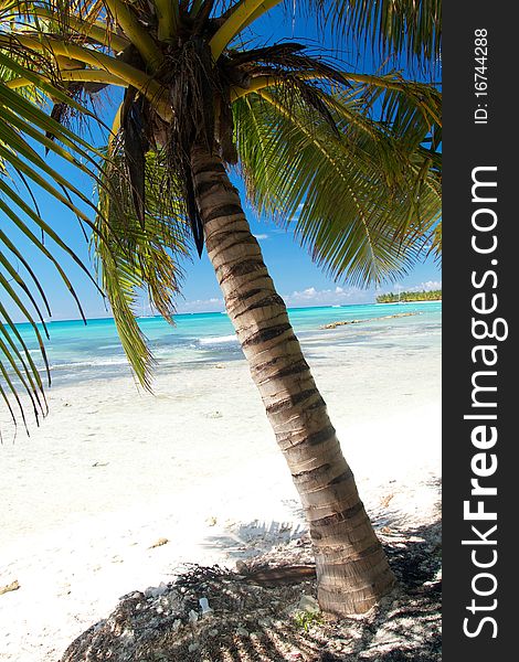 Beautiful palm on caribbean sea