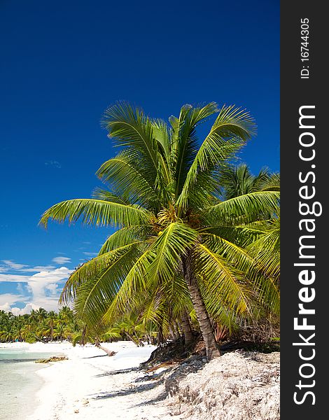 Palm on caribbean sea, Dominican Republic