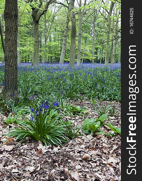 View of bluebells in full bloom in a woodland setting. View of bluebells in full bloom in a woodland setting