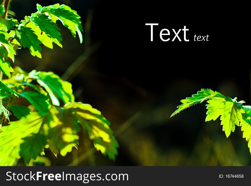 Beautiful green leaves of the plant. Shallow DOF. Text isolated on black. Beautiful green leaves of the plant. Shallow DOF. Text isolated on black.