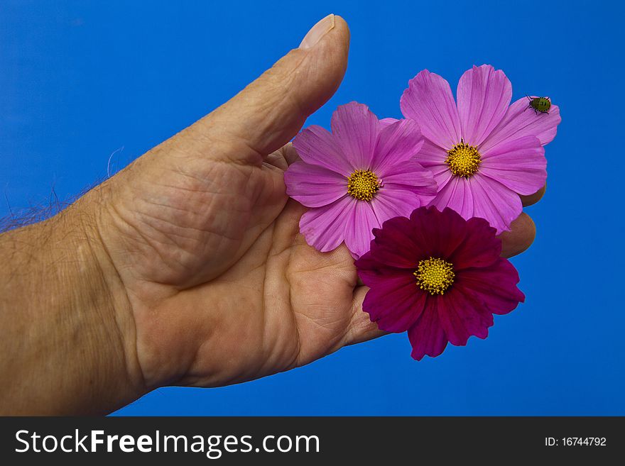 Pink flower with insect being held in the hand on a blue background. Pink flower with insect being held in the hand on a blue background