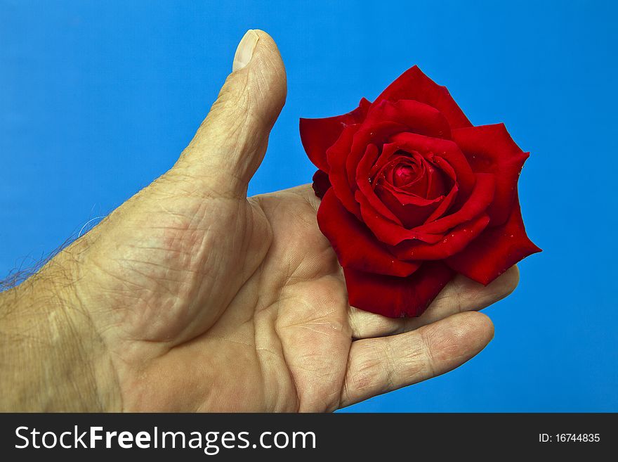 Red Rose being held in the hand on a blue background. Red Rose being held in the hand on a blue background
