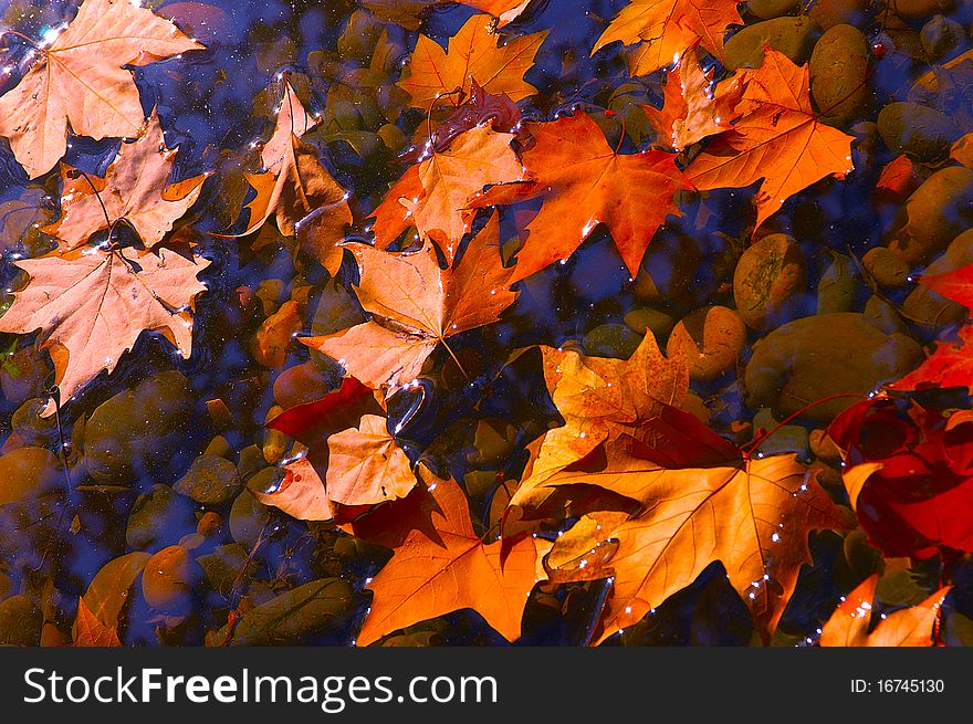 This is a beautiful autumn leaves. This is a beautiful autumn leaves