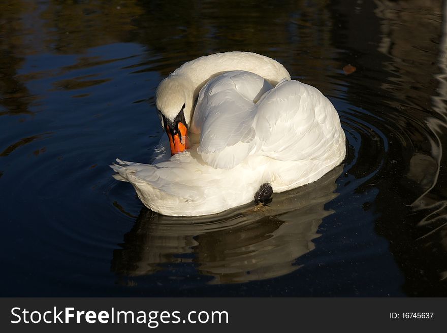 White swan mute swan preening its feathers