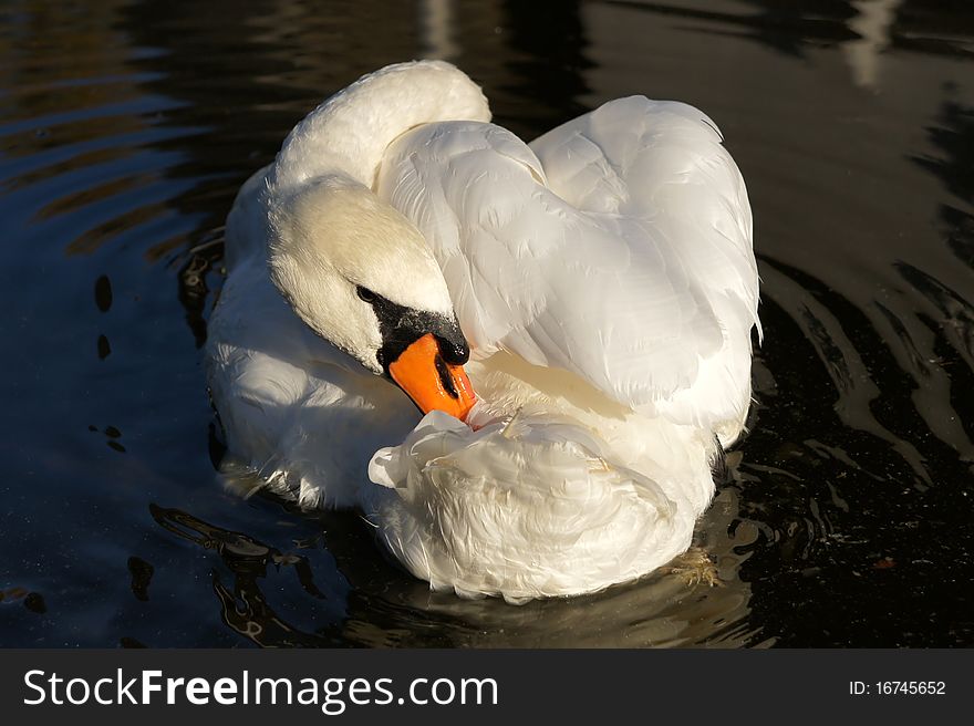 White swan mute swan preening its feathers