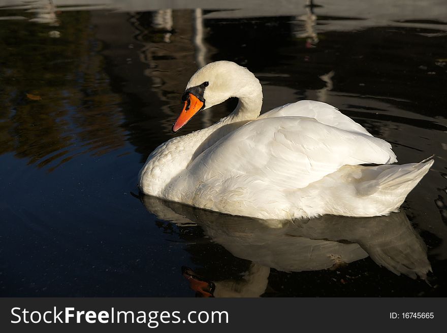 White swan mute swan floats in a pond