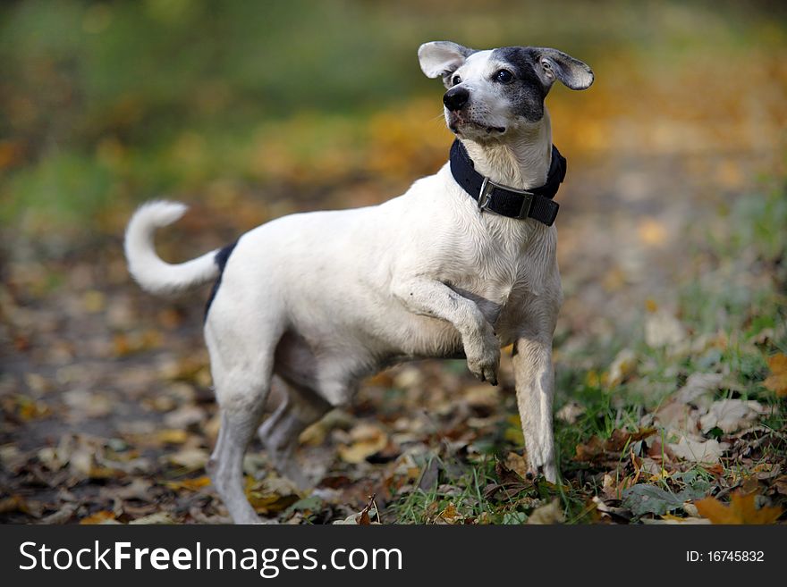 Cute  white doggy - autumn scene