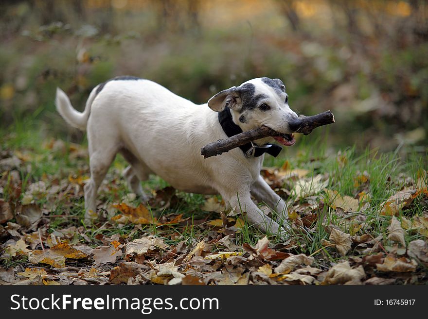 Cute doggy playing with a stick - autumn scene