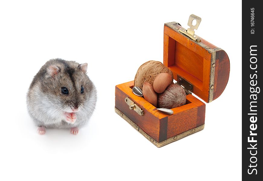 Dwarf hamster with feed on white background