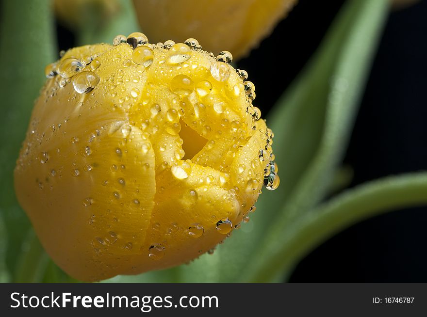 Yellow Tulip Closeup