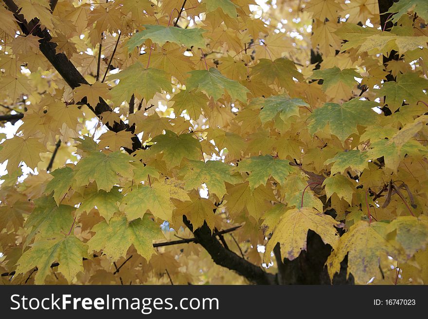 Close-up of Autumn leaves on a tree