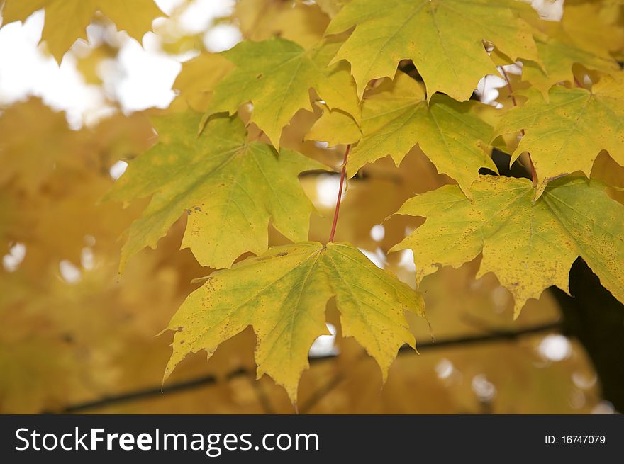 Close-up of Autumn leaves on a tree