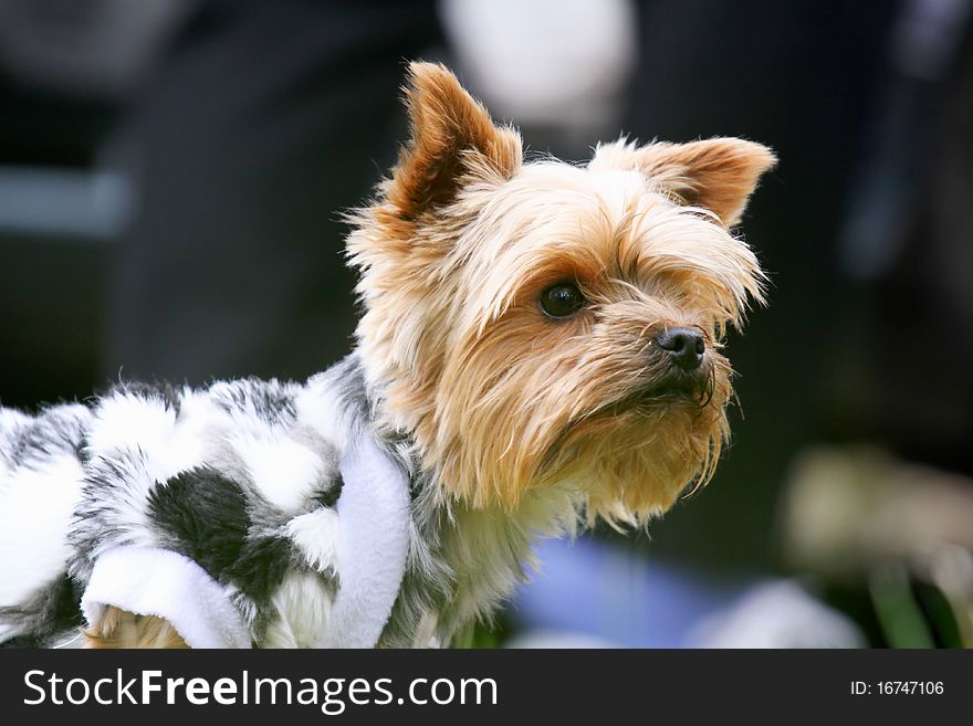 Portreit of little yorkshire terrier. Portreit of little yorkshire terrier