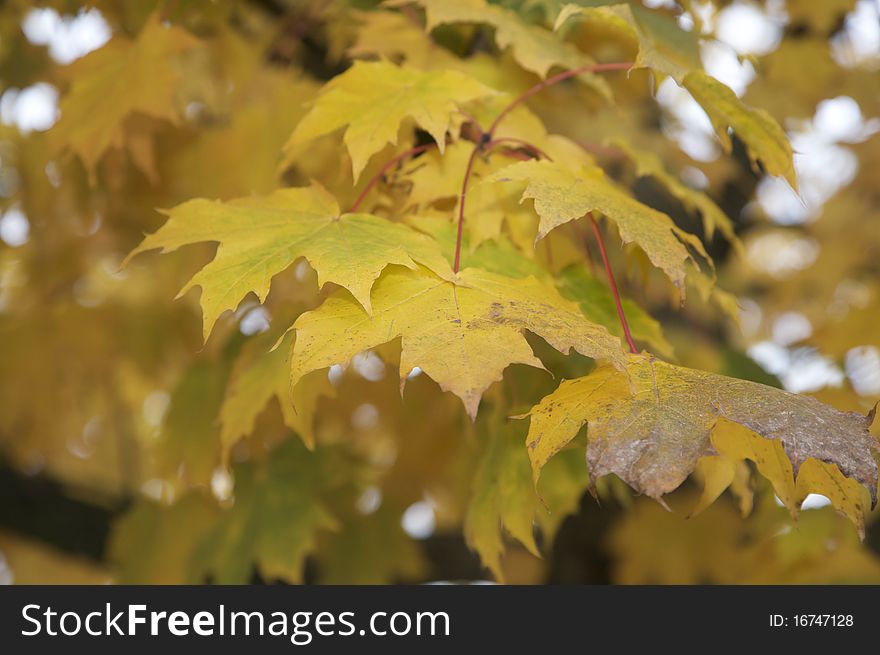 Close-up of Autumn leaves on a tree