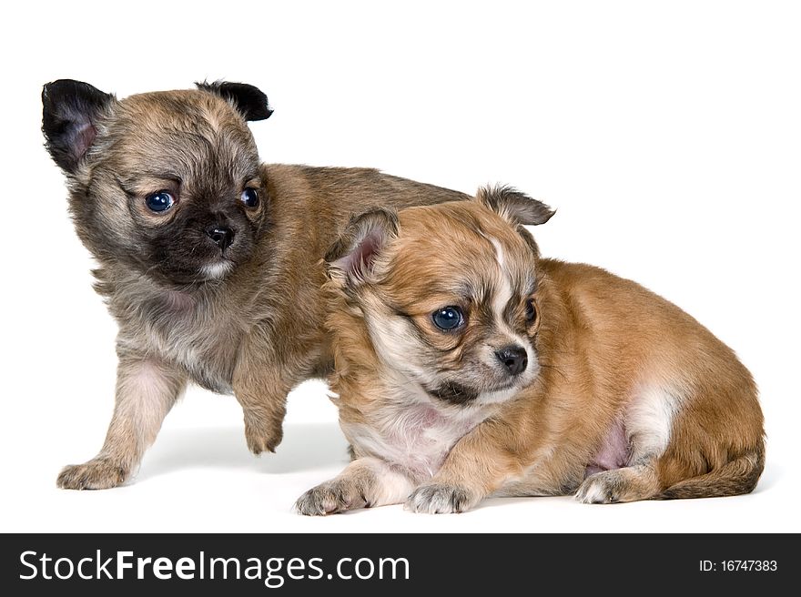 Two puppies of the chihuahua in studio