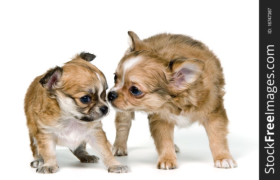 Two puppies of the chihuahua in studio