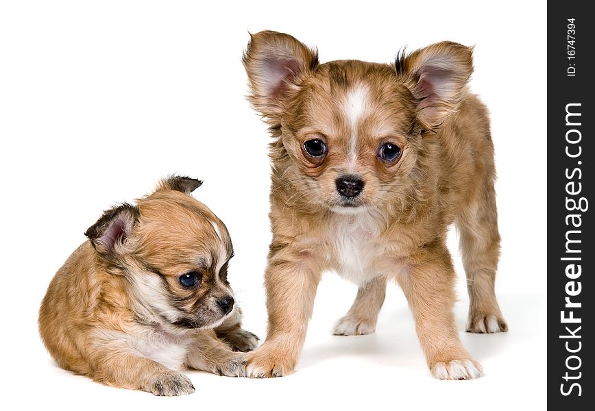 Two Puppies Of The Chihuahua