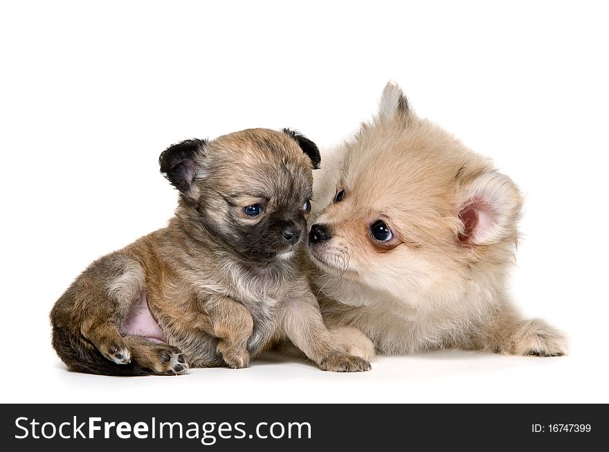 Two puppies in studio on a neutral background