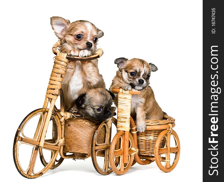 Puppies chihuahua on a bicycle in studio