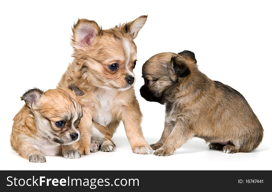 Three puppies of the chihuahua in studio