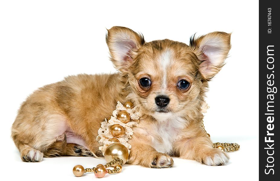 Puppy of the chihuahua with a necklace in studio