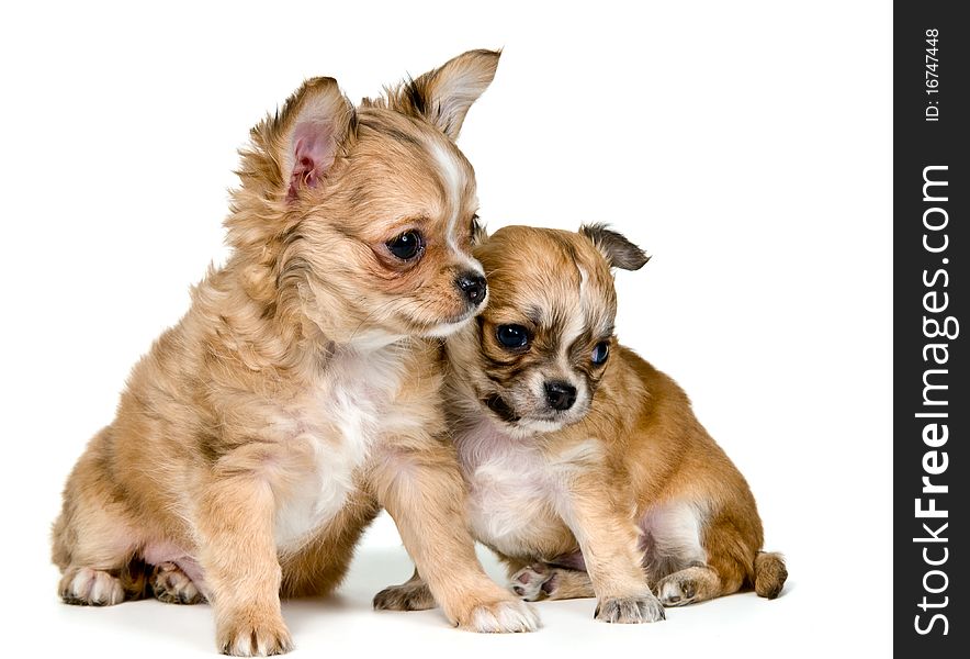 Two puppies of the chihuahua
