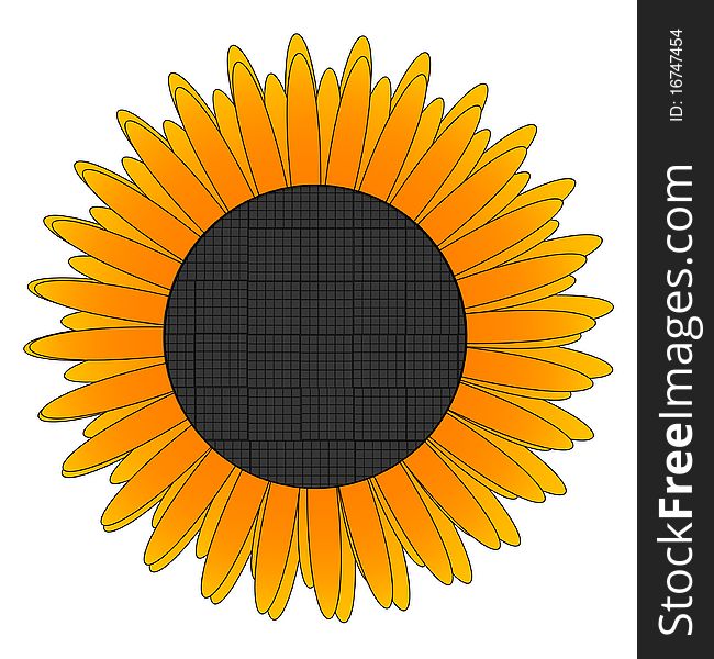 Single clean yellow sunflower isolated