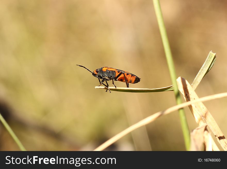 Milkeed bug on a blade of grass in early Autumn. Milkeed bug on a blade of grass in early Autumn