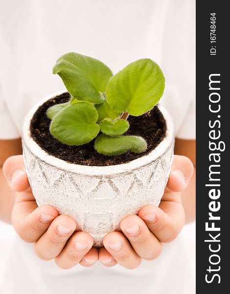 Close up shot child's hands holding young plant in a bud. Close up shot child's hands holding young plant in a bud