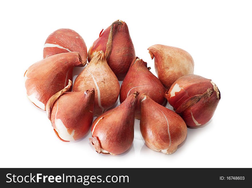 A group of tulip bulbs isolated over white