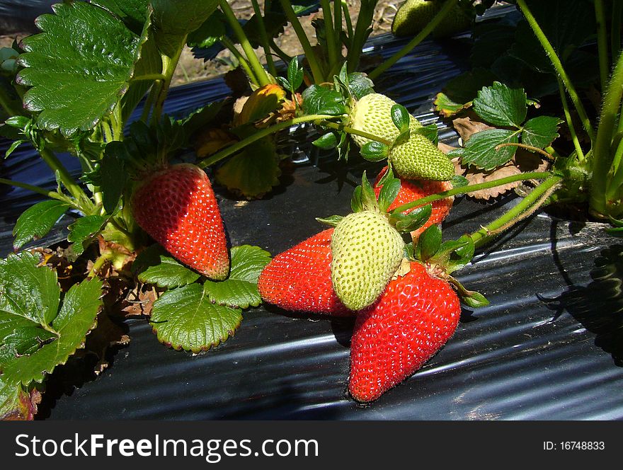 Strawberry Farm in South Australia