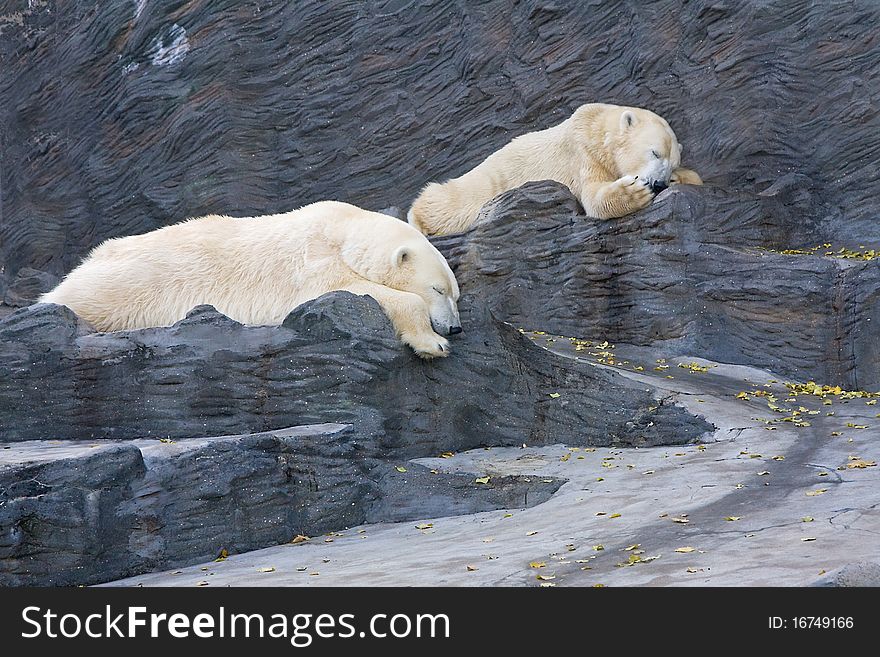 Two polar bears sleeping on the stone in ZOO