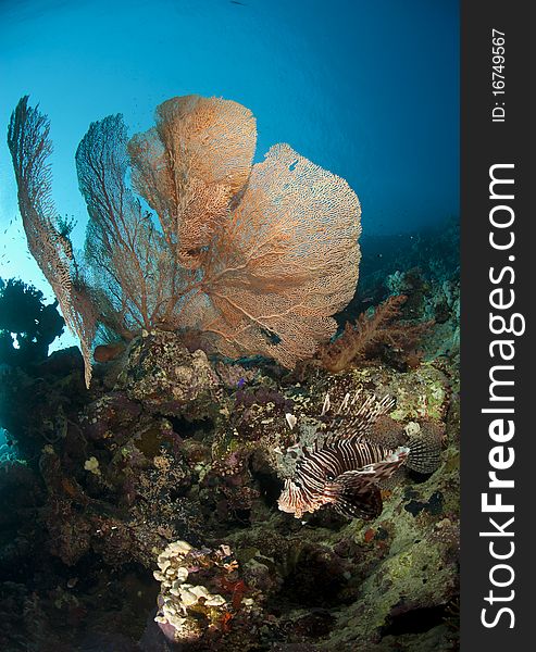 Pristine Giant sea fan with tropical Common Lionfish (Pterois miles). Gordon reef, Straits of Tiran, Red Sea, Egypt. Pristine Giant sea fan with tropical Common Lionfish (Pterois miles). Gordon reef, Straits of Tiran, Red Sea, Egypt.