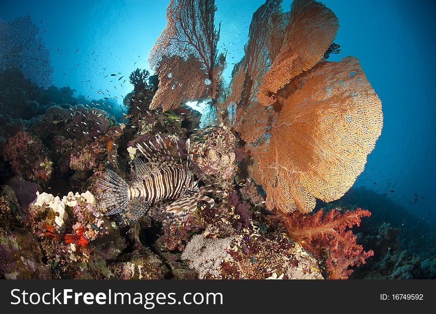 Giant Sea Fan With Common Lionfish.