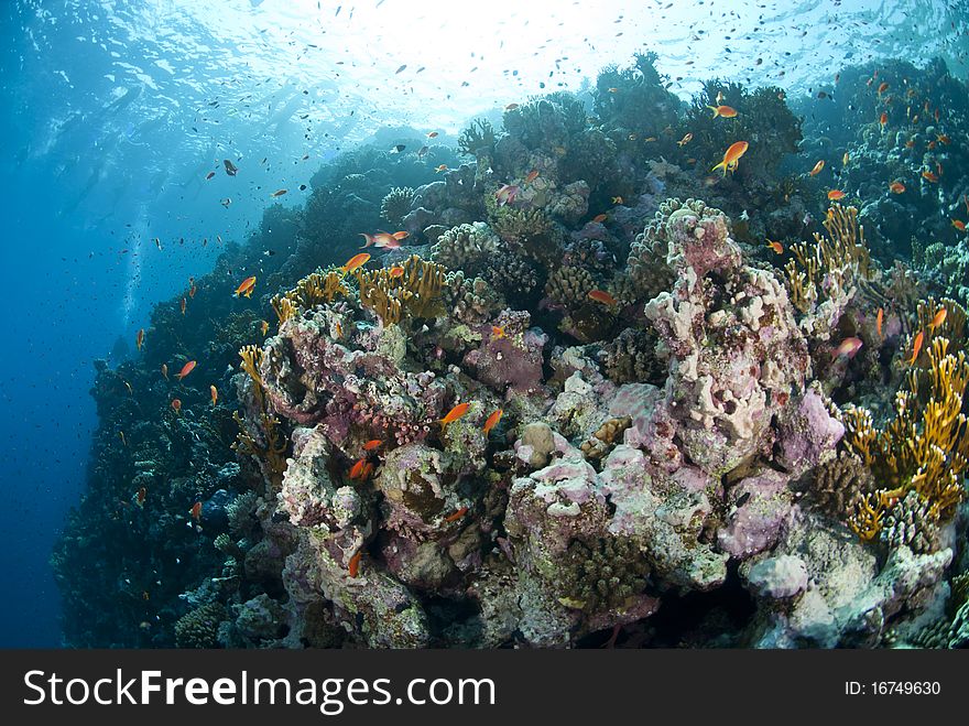 Colourful underwater tropical coral reef scene.