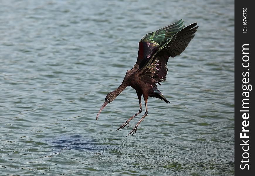 Glossy Ibis (Plegadis falcinellus) in flight.
Landing on water