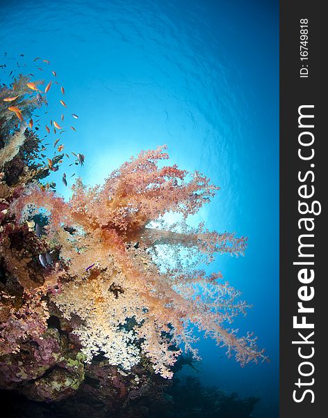 Colourful tropical soft coral reef scene.