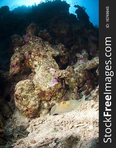 Bluespotted stingray (taeniura lymma) resting on a tropical coral reef. Woodhouse reef, Straits of Tiran, Red Sea, Egypt. Bluespotted stingray (taeniura lymma) resting on a tropical coral reef. Woodhouse reef, Straits of Tiran, Red Sea, Egypt.