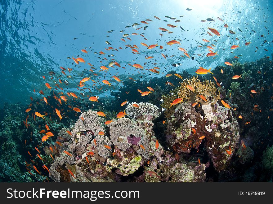 Colourful tropical coral reef scene.