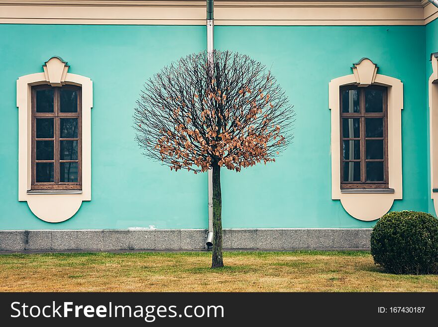 Windows and tree on facade of an old blue baroque building, Mariinsky Palace in Kiev, Ukraine.
