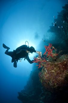 Adult Male Scuba Diver Photograhing Underwater. Stock Photography Adult Male Scuba Diver Photograhing Underwater. Stock Photography
