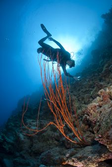 Adult Male Scuba Diver Photograhing A Coral Reef. Royalty Free Stock Images Adult Male Scuba Diver Photograhing A Coral Reef. Royalty Free Stock Images