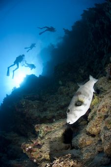 Whitespotted Pufferfish And Scuba Divers. Royalty Free Stock Photos Whitespotted Pufferfish And Scuba Divers. Royalty Free Stock Photos
