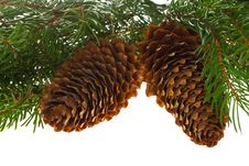 Fir Tree With Cones Royalty Free Stock Photo Fir Tree With Cones Royalty Free Stock Photo